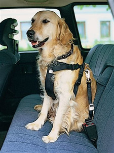 Pasy bezpieczeństwa dla psów